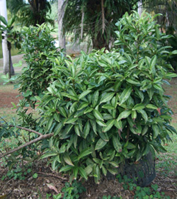 Ilex paraguariensis, plante de yerba maté